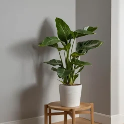 Plant in a Box Paradijsvogelplant - Strelitzia nicolai - Hoogte 90-110cm - ⌀21cm