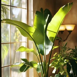 Plant in a Box Paradijsvogelplant - Strelitzia nicolai - Hoogte 90-110cm - ⌀21cm