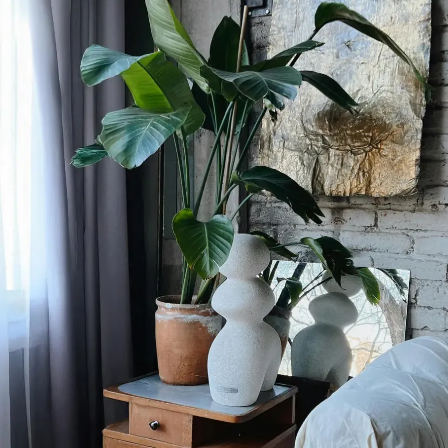 Plant in a Box Paradijsvogelplant - Strelitzia nicolai - Hoogte 90-110cm - ⌀21cm
