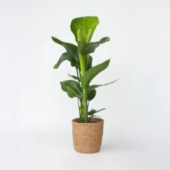 Plant in a Box Paradijsvogelplant met mand - Strelitzia nicolai - Hoogte 55-70cm - ⌀17cm