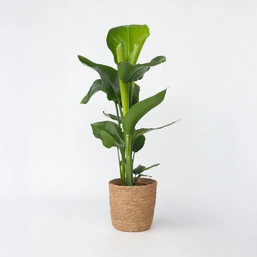 Plant in a Box Paradijsvogelplant met mand - Strelitzia nicolai - Hoogte 55-70cm - ⌀17cm