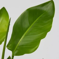 Plant in a Box Paradijsvogelplant met mand - Strelitzia nicolai - Hoogte 55-70cm - ⌀17cm