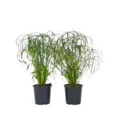 Kamerplanten-Plant in a Box Parapluplant - Set van 2 - Cyperus alternifolius - Hoogte 40-50cm - ⌀14cm
