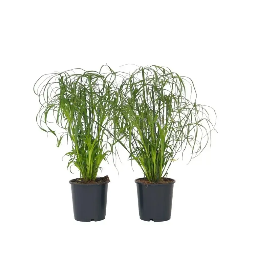 Kamerplanten-Plant in a Box Parapluplant - Set van 2 - Cyperus alternifolius - Hoogte 40-50cm - ⌀14cm