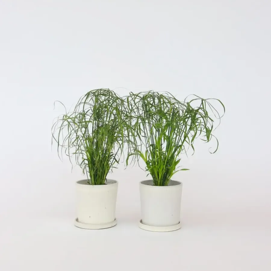 Kamerplanten-Plant in a Box Parapluplant - Set van 2 - Cyperus alternifolius - Hoogte 40-50cm - ⌀14cm