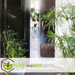 Kamerplanten-Plant in a Box Parapluplant - Set van 2 - Cyperus alternifolius - Hoogte 40-50cm - ⌀14cm