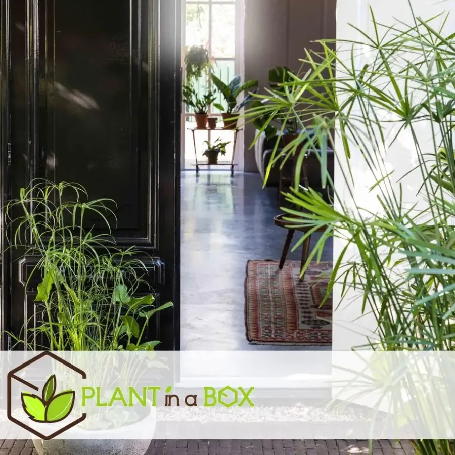 Kamerplanten-Plant in a Box Parapluplant - Set van 2 - Cyperus alternifolius - Hoogte 40-50cm - ⌀14cm