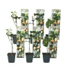 Plant in a Box Passiebloem - Set van 6 - Passiflora edulis 'Frederick' - Hoogte 25-40cm - ⌀9cm