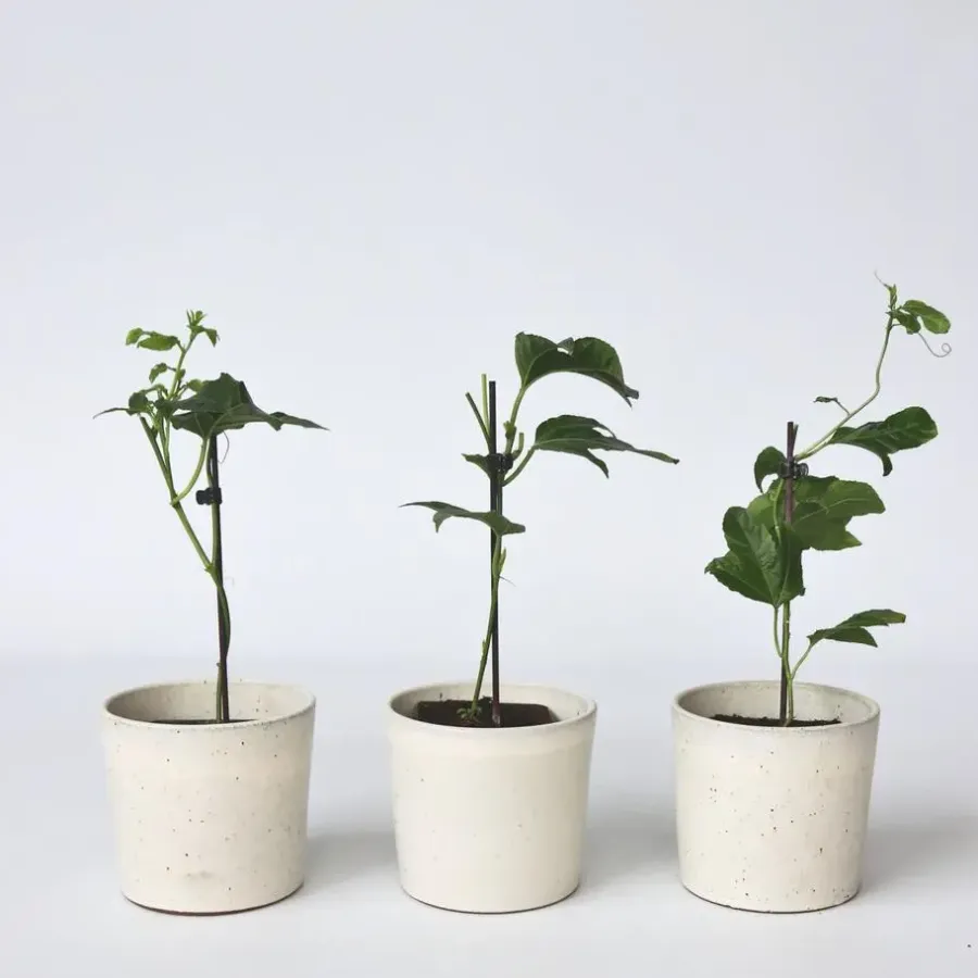 Plant in a Box Passiebloem - Set van 6 - Passiflora edulis 'Frederick' - Hoogte 25-40cm - ⌀9cm