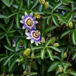 Plant in a Box Passiebloem - Set van 6 - Passiflora edulis 'Frederick' - Hoogte 25-40cm - ⌀9cm