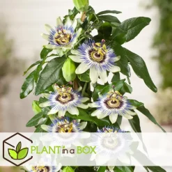 Plant in a Box Passiebloem - Set van 6 - Passiflora edulis 'Frederick' - Hoogte 25-40cm - ⌀9cm