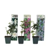 Plant in a Box Passiebloem - Set van 3 - Passiflora hybridum - Hoogte 25-40cm - ⌀9cm