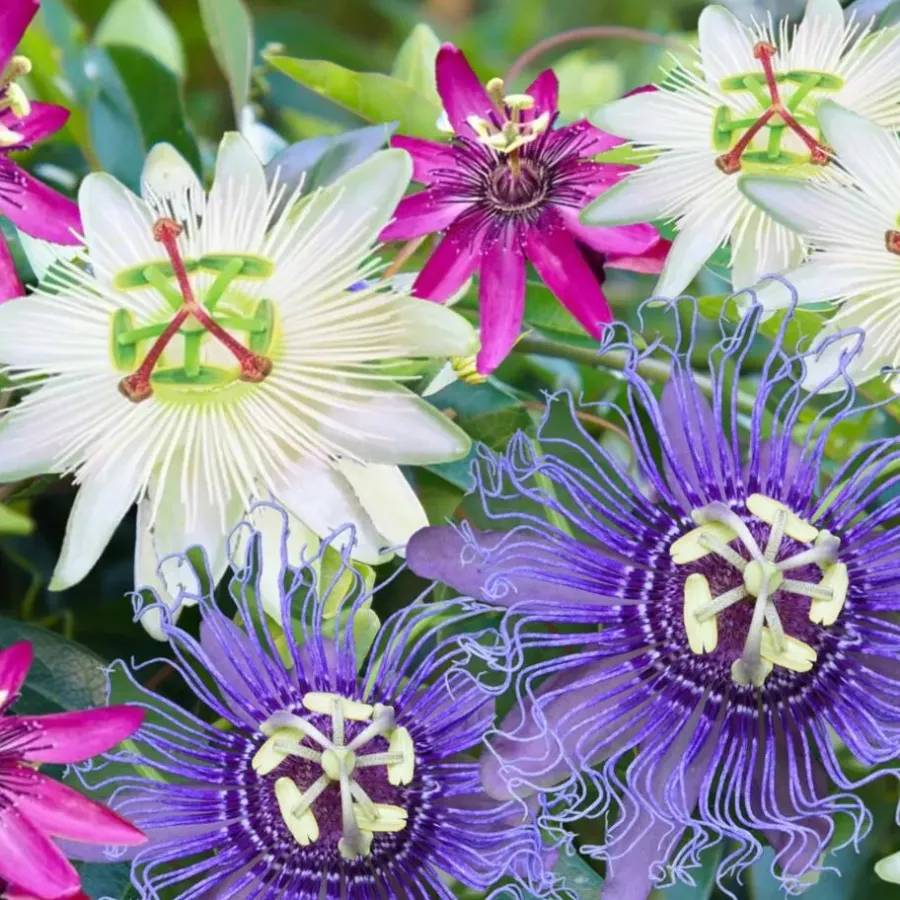 Plant in a Box Passiebloem - Set van 3 - Passiflora hybridum - Hoogte 25-40cm - ⌀9cm