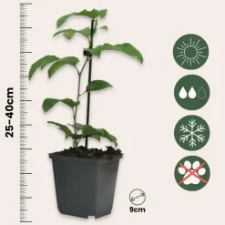 Plant in a Box Passiebloem - Set van 3 - Passiflora hybridum - Hoogte 25-40cm - ⌀9cm