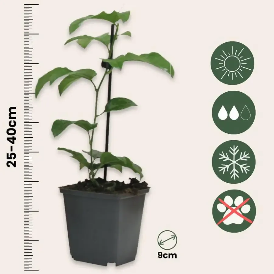 Plant in a Box Passiebloem - Set van 3 - Passiflora hybridum - Hoogte 25-40cm - ⌀9cm