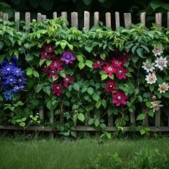 Plant in a Box Passiebloem - Set van 3 - Passiflora hybridum - Hoogte 25-40cm - ⌀9cm