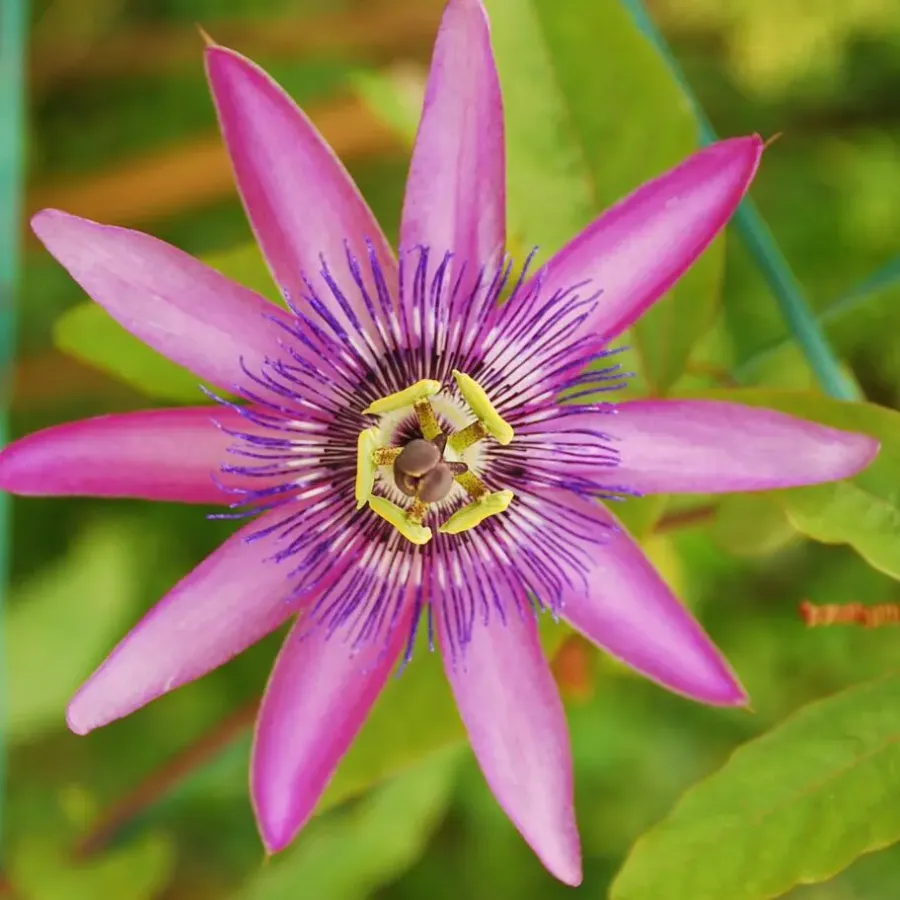 Plant in a Box Passiebloem - Set van 3 - Passiflora hybridum - Hoogte 25-40cm - ⌀9cm