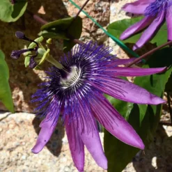 Plant in a Box Passiebloem - Set van 3 - Passiflora hybridum - Hoogte 25-40cm - ⌀9cm