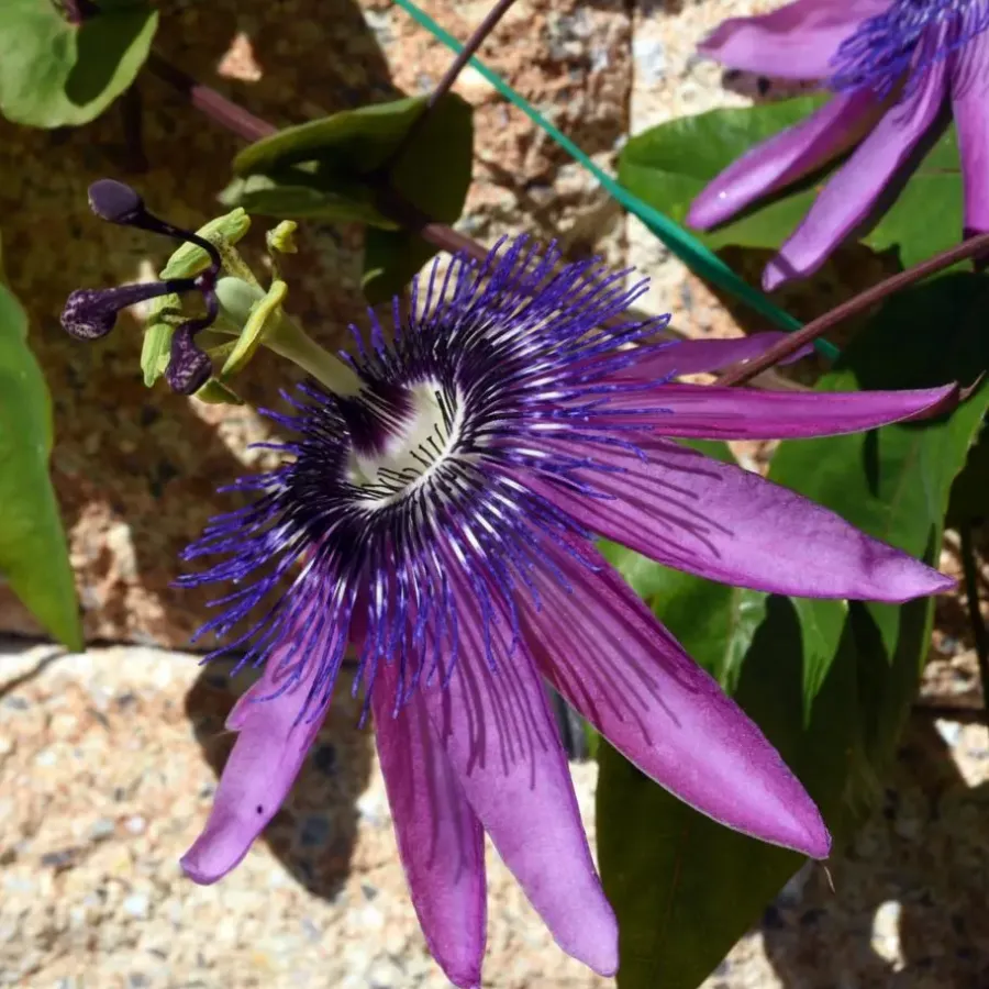 Plant in a Box Passiebloem - Set van 3 - Passiflora hybridum - Hoogte 25-40cm - ⌀9cm