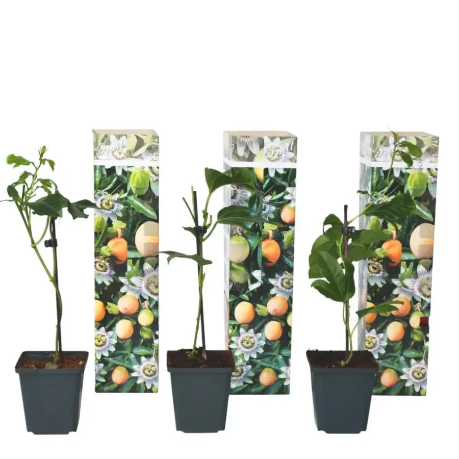 Plant in a Box Passiebloem - Set van 3 - Passiflora edulis 'Frederick' - Hoogte 25-40cm - ⌀9cm