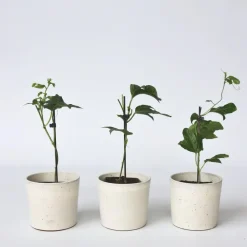 Plant in a Box Passiebloem - Set van 3 - Passiflora edulis 'Frederick' - Hoogte 25-40cm - ⌀9cm