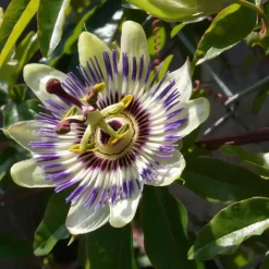 Plant in a Box Passiebloem - Set van 3 - Passiflora edulis 'Frederick' - Hoogte 25-40cm - ⌀9cm