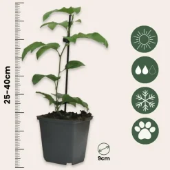 Plant in a Box Passiebloem - Set van 3 - Passiflora edulis 'Frederick' - Hoogte 25-40cm - ⌀9cm