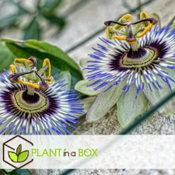 Plant in a Box Passiebloem - Set van 3 - Passiflora edulis 'Frederick' - Hoogte 25-40cm - ⌀9cm