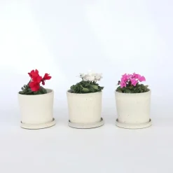 Planten|Tuinplanten-Plant in a Box Perzisch cyclaam - Set van 6 - Cyclamen persicum - Hoogte 10-20cm - ⌀9cm