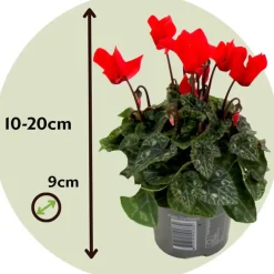 Planten|Tuinplanten-Plant in a Box Perzisch cyclaam - Set van 6 - Cyclamen persicum - Hoogte 10-20cm - ⌀9cm