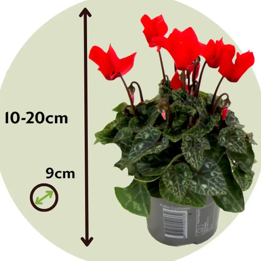 Planten|Tuinplanten-Plant in a Box Perzisch cyclaam - Set van 6 - Cyclamen persicum - Hoogte 10-20cm - ⌀9cm