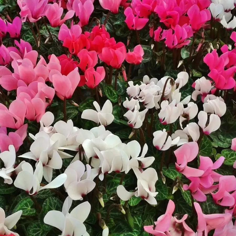 Planten|Tuinplanten-Plant in a Box Perzisch cyclaam - Set van 6 - Cyclamen persicum - Hoogte 10-20cm - ⌀9cm