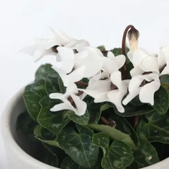 Planten|Tuinplanten-Plant in a Box Perzisch cyclaam - Set van 6 - Cyclamen persicum - Hoogte 10-20cm - ⌀9cm