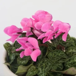Planten|Tuinplanten-Plant in a Box Perzisch cyclaam - Set van 6 - Cyclamen persicum - Hoogte 10-20cm - ⌀9cm
