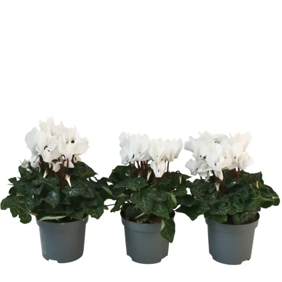 Plant in a Box Perzisch cyclaam - Set van 3 - Cyclamen 'Metis White' - Hoogte 10-20cm - ⌀9cm