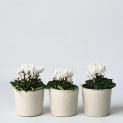 Plant in a Box Perzisch cyclaam - Set van 3 - Cyclamen 'Metis White' - Hoogte 10-20cm - ⌀9cm
