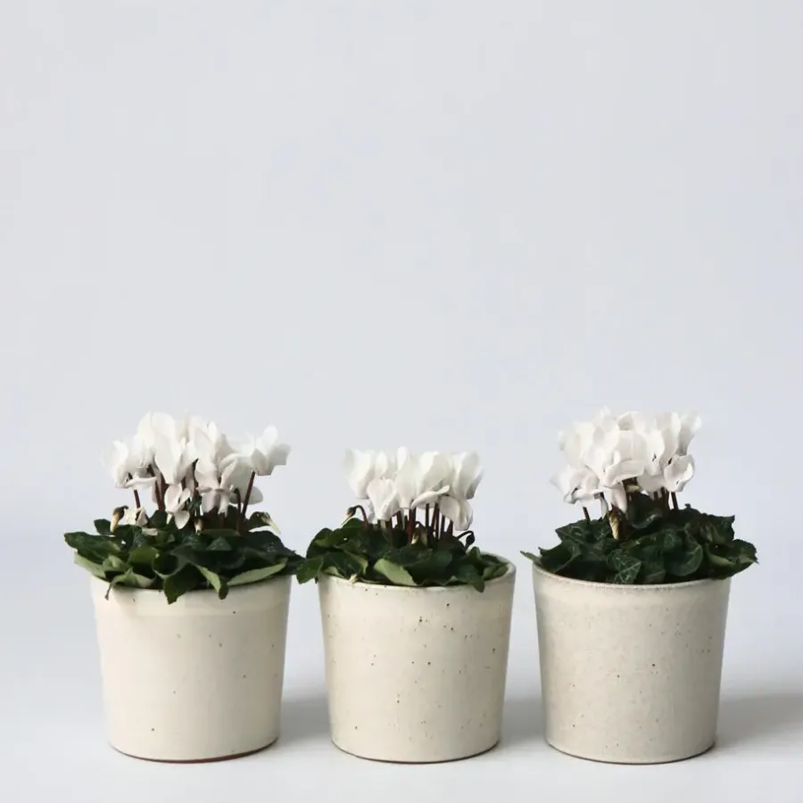 Plant in a Box Perzisch cyclaam - Set van 3 - Cyclamen 'Metis White' - Hoogte 10-20cm - ⌀9cm