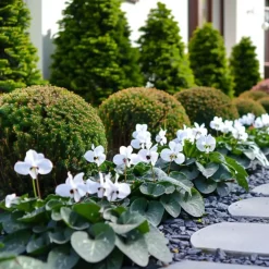 Plant in a Box Perzisch cyclaam - Set van 3 - Cyclamen 'Metis White' - Hoogte 10-20cm - ⌀9cm