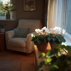 Plant in a Box Perzisch cyclaam - Set van 3 - Cyclamen 'Metis White' - Hoogte 10-20cm - ⌀9cm