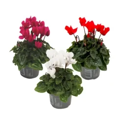 Plant in a Box Perzisch cyclaam - Set van 3 - Cyclamen persicum - Hoogte 10-20cm - ⌀9cm