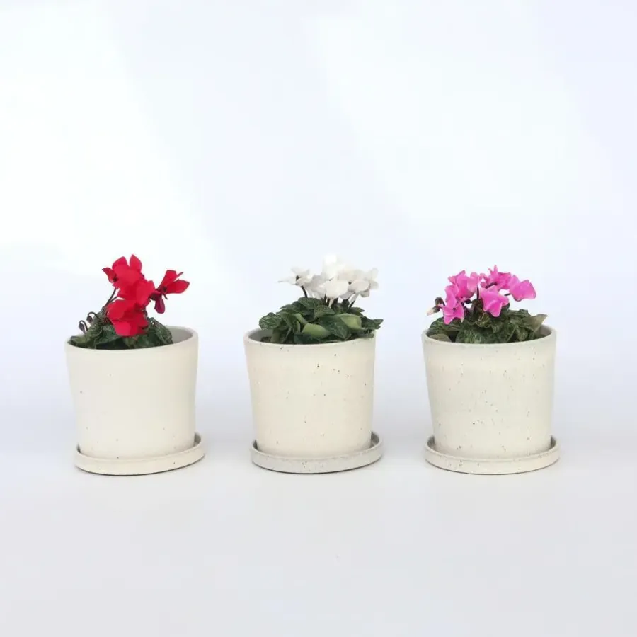 Plant in a Box Perzisch cyclaam - Set van 3 - Cyclamen persicum - Hoogte 10-20cm - ⌀9cm