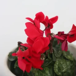 Plant in a Box Perzisch cyclaam - Set van 3 - Cyclamen persicum - Hoogte 10-20cm - ⌀9cm