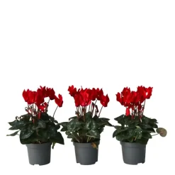 Plant in a Box Perzisch cyclaam - Set van 3 - Cyclamen Winfall Scarlet - Hoogte 10-20cm - ⌀9cm