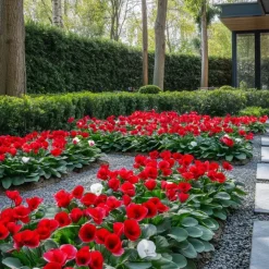 Plant in a Box Perzisch cyclaam - Set van 3 - Cyclamen Winfall Scarlet - Hoogte 10-20cm - ⌀9cm