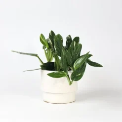 Plant in a Box Philodendron - Philodendron Cobra - Hoogte 55-65cm - ⌀19cm