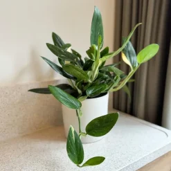 Plant in a Box Philodendron - Philodendron Cobra - Hoogte 55-65cm - ⌀19cm