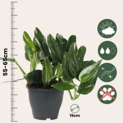 Plant in a Box Philodendron - Philodendron Cobra - Hoogte 55-65cm - ⌀19cm