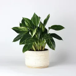 Plant in a Box Philodendron - Philodendron Cobra - Hoogte 55-65cm - ⌀19cm
