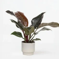 Kamerplanten-Plant in a Box Philodendron - Philodendron 'Imperial Red' - Hoogte 50cm - ⌀19cm