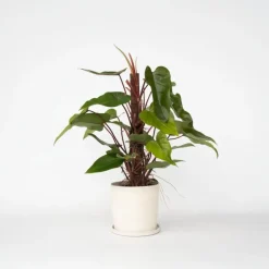 Plant in a Box Philodendron - Philodendron Red Emerald Kratiste - Hoogte 70-80cm - ⌀19cm